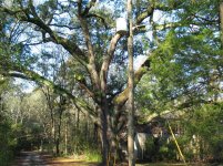 Live Oak 2.jpg