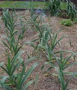 garlic 5-2-07.jpg