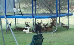 Trampoline for 5 Bucks.jpg