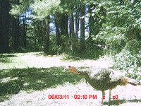 MDGC0003.JPG