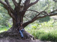 BlarneyMagicTree.jpg