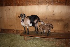 CerrieFarmPics2011 028.jpg