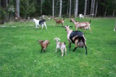 CerrieFarmPics2011 066.jpg