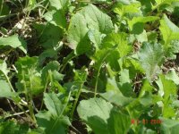 PlotPics005-1.jpg