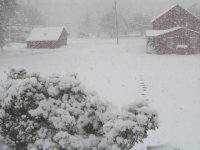 snow2 2011.jpg