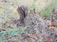 metal in stump 001.jpg