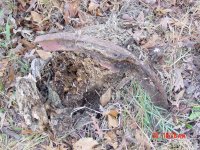 metal in stump 004.jpg