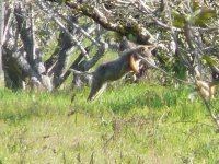 P1650892rCoyotePounce.jpg P1650892rCoyotePounce.jpg