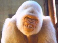 Gorilla.jpg