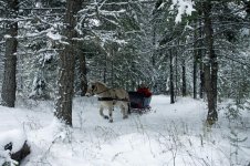 sleigh 1.jpg