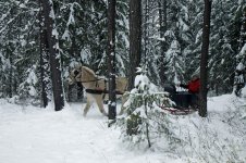 sleigh 6.jpg