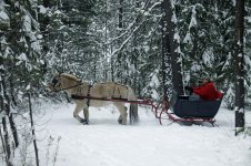 sleigh 7.jpg