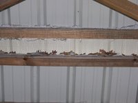 12-31-11 Hardware Cloth Up Close.jpg