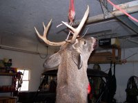 2011 Deer.jpg