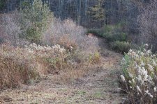 10.20.09 brush hog 022.jpg