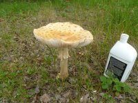 mushrooms 001.jpg