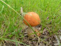 mushrooms 002.jpg