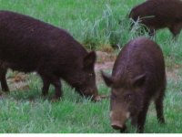 hog wild final.jpg