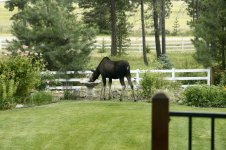 moose 5.jpg