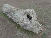 petrified tree.jpg