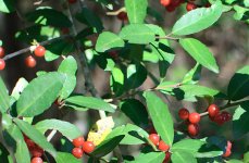 yaupon-20120101-1.jpg
