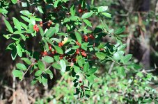 yaupon-20120101-2.jpg