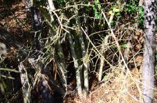 yaupon-20120101-6.jpg