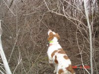 Claythorne Hunt March 021.JPG