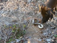 dog 1 snake 0.jpg