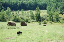 haying and brush cutting 004.jpg