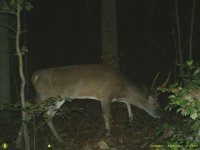 DeerNight110511.jpg