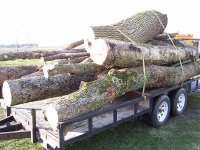 loadoflogs.jpg