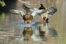 image-2330516237.png