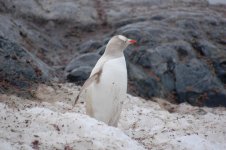 Blonde Penguin-nm.jpg