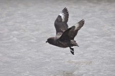Petrel.jpg