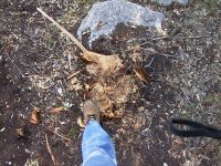453194-Tree shear stump.jpg