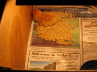 453726-IMG_0017_1_4_1.JPG