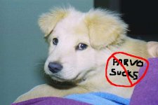 362351-parvo.JPG