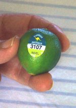 501252-Aus Navel.jpg