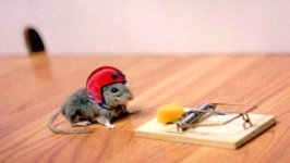501691-mouse_with_helmet.jpg