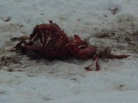 582345-Deer Starving - Winter of 03-04.jpg