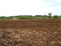 363570-grassfield1.jpg