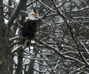 Copy of eagle 030.jpg