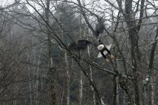 Copy of eagle 004b.jpg