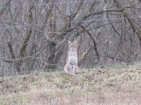 IMG_0870.jpg
