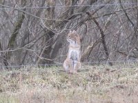 IMG_0868.jpg