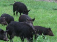 hog wild.jpg