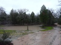 frogpond full.jpg