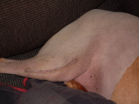 image-1735786556.png