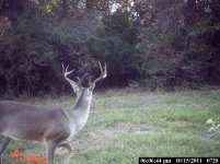 buck at feeder.jpg